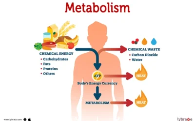 The 13 Best Foods to Boost Your Metabolism