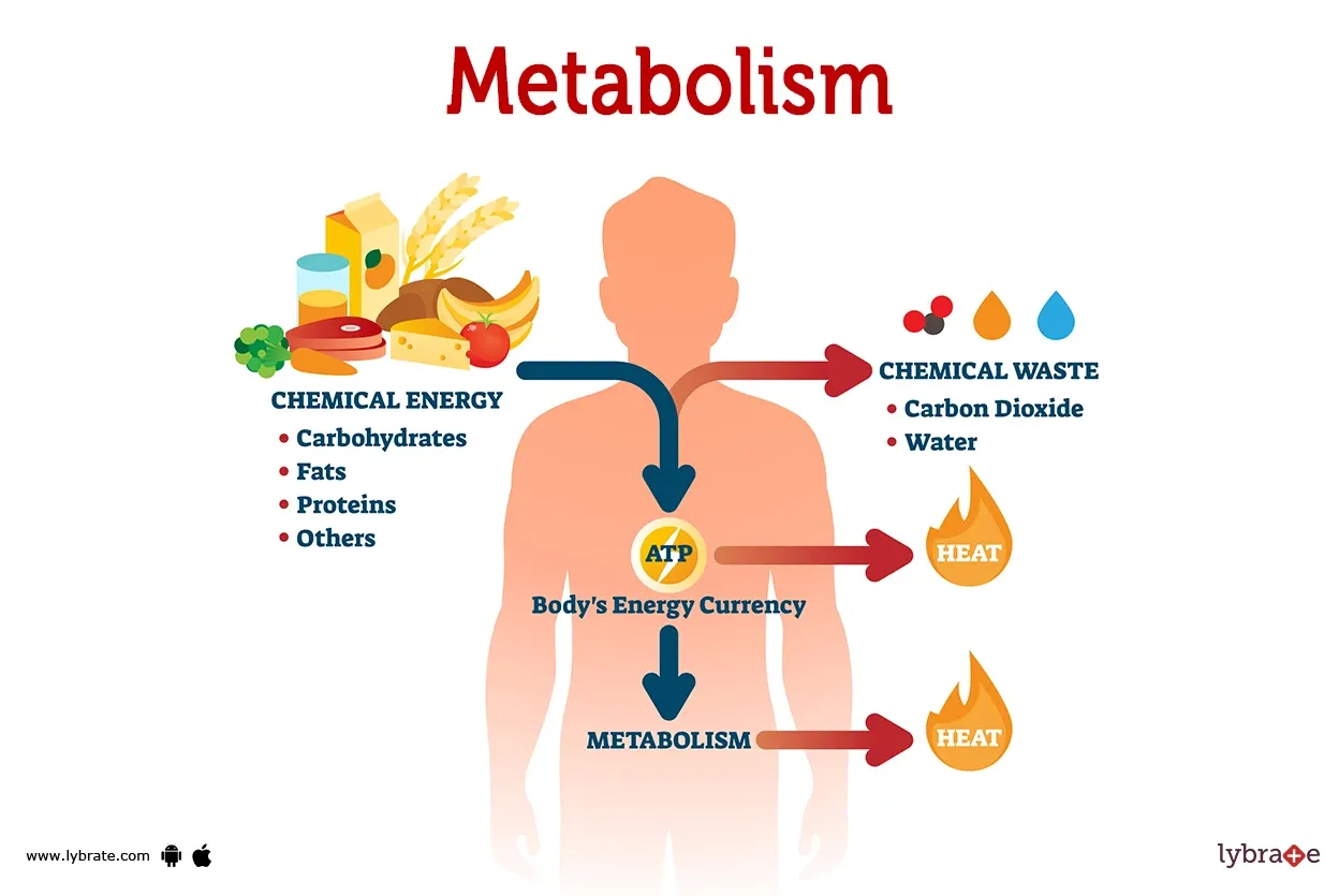 metabolism